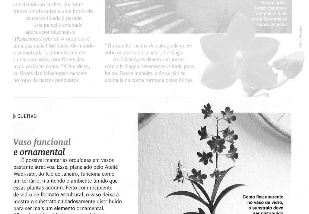 Revista Orquídeas - 2013