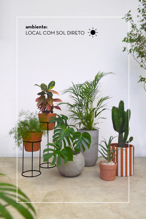 Conjunto Floresta em Casa