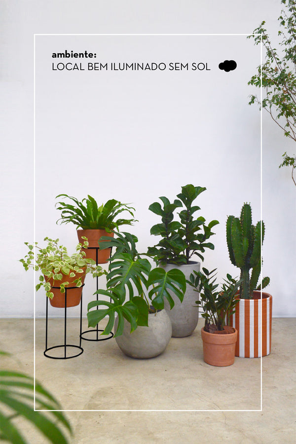 Conjunto Floresta em Casa