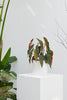 Cachepot de Alumínio + Begonia Maculata