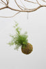 Kokedama G + Aspargo Alfinete