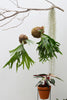 Kokedama G + Chifre de Veado