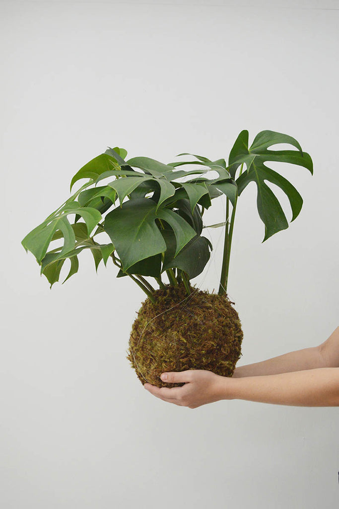 Kokedama G + Costela de Adão