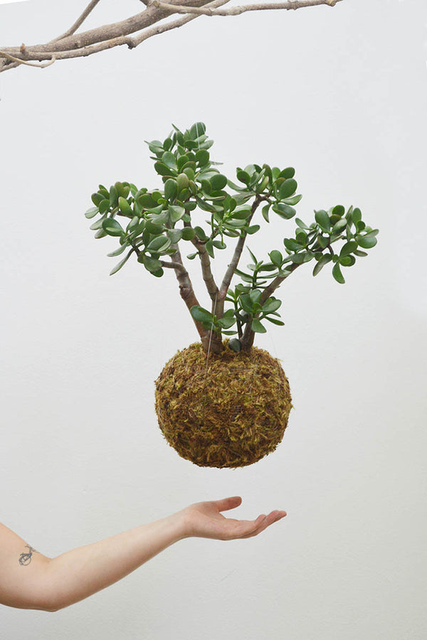 Kokedama G + Suculenta Jade