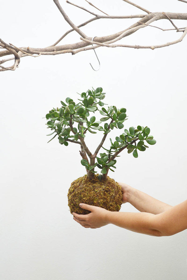 Kokedama G + Suculenta Jade