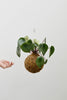 Kokedama G + Peperomia melancia