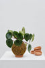 Kokedama G + Peperomia melancia