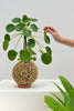 Kokedama G + Pilea