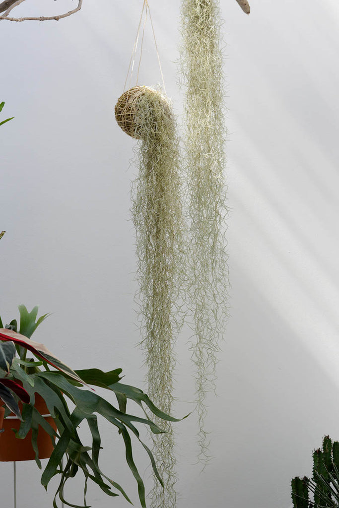 Kokedama Ninho