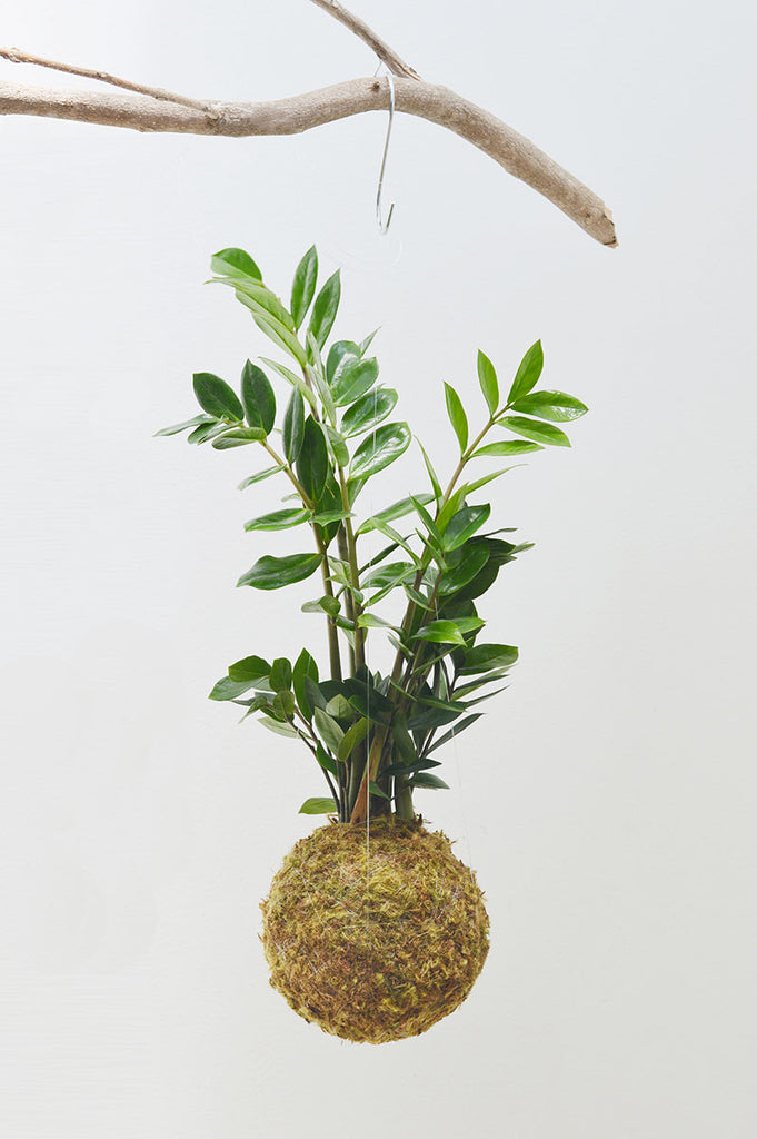 Kokedama G + Zamioculca