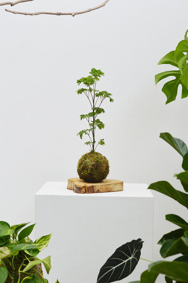 Kokedama M + Árvore da Felicidade