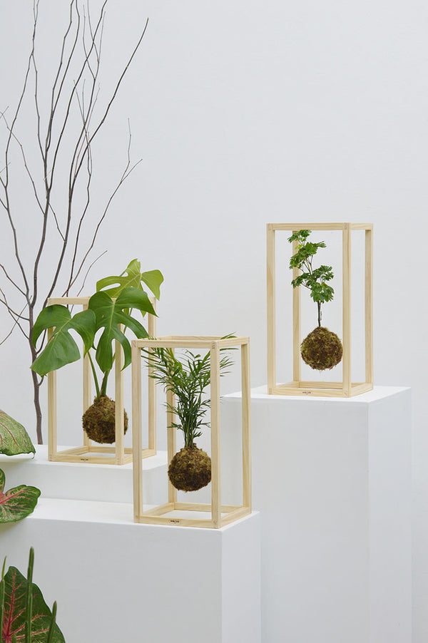 Kokedama M + Costela de Adão