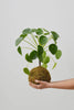 Kokedama G + Pilea