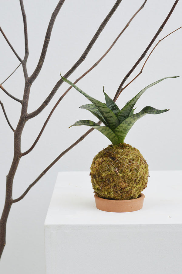 Kokedama P + Espada de São Jorge