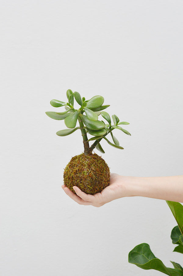 Kokedama P + Suculenta Jade