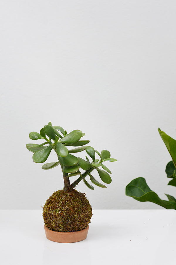 Kokedama P + Suculenta Jade