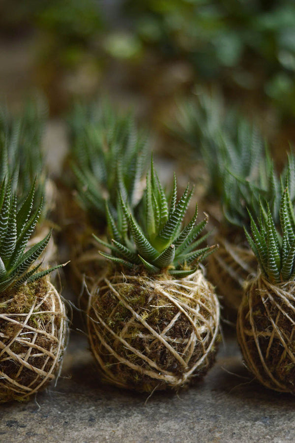 Kokedama P + Suculenta Haworthia