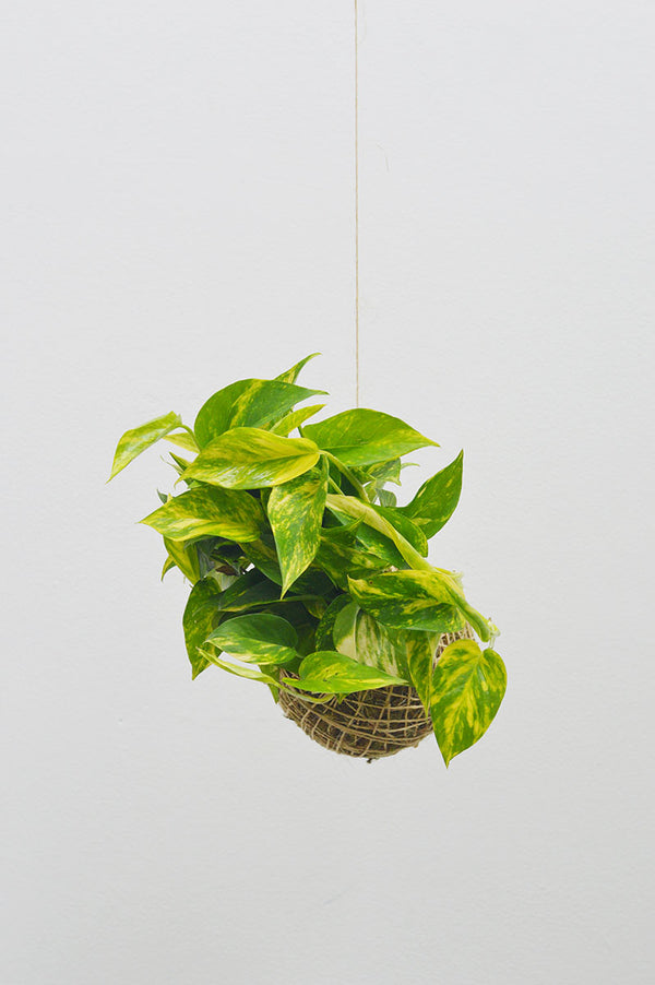 Kokedama G + Jibóia