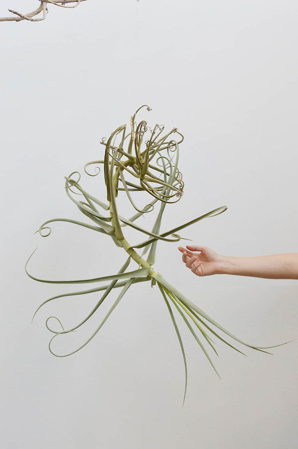 Planta Aérea Escultura - Tillandsia