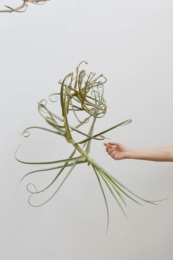 Planta Aérea Escultura - Tillandsia