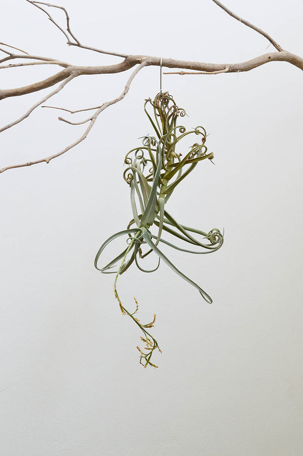 Planta Aérea Escultura - Tillandsia