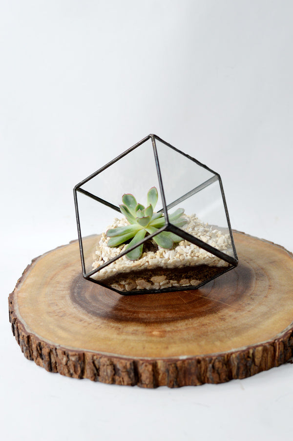 Terrário Mini-Cubo