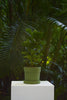 Vasos Floresta