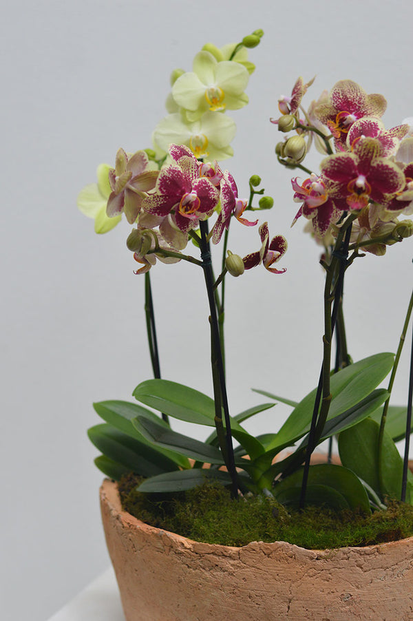 Cachepot de Barro Artesanal + Orquídeas